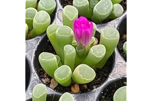 GENERIC Frithia pulchra Graines - Sunnyplants, Fairy Elephant Graines, Graines de Lithops, Graines Succulentes, Graines de Pierres Vivantes, Lithops, Graines Lithop, Lithop, Graines Mesembs (20)