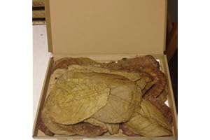 GARNELENSHOP24DE 30 Stück Seemandelbaumblätter 15-20cm ★BLITZVERSAND im Karton★ Seemandellaub Catappa Leaves ★ Original Markenware von SMSF-Indonesia