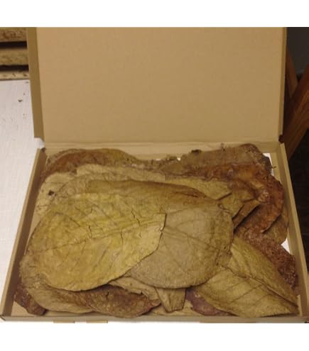 30 Pieces Catappa Leaves (Sea Almond Tree Leaves) - 60g / Approx 20cm - Top Quality - Germany