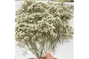 SHIIYYU 68PCS Dried Pressed Baby Breath Flowers, Real Natural Ivory White Gypsophila Branch Bouquet, Natural Real Dried Pressed Resin Nail Crafts DIY Wedding Card Family Party Party Decoration