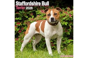 Staffordshire Bull Terrier 2026 Calendar | Square Wall Calendar | Dog Breed Gift | Plastic Free Packaging | by Avonside Publishing