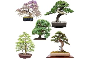 HAPPYSEED Graines de Bonsai exotiques avec un taux de germination élevé - Set de graines de plantes pour votre propre arbre de Bonsaï (Mélange de 5 incl. eBook GRATUIT)