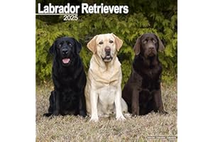 Labrador Retrievers (Mixed Colour) 2025 Square Wall Calendar | Dog Breed Calendar