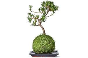 Tranquil Plants Home Decor Bonsai Tree Indoor Plant |Broom-Style Kokedama House Plant with Fertilized Green Moss Ball, Bonsai Tree | Exquisite Indoor Bonsai Plant Gift-10 Years (Plant & Tray)