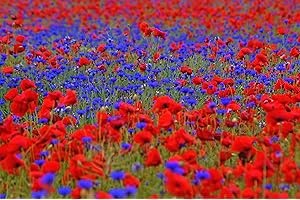 DIE HOF OASE Mohn & Kornblumen Samen Mix. Blumenwiese, Bienenweide, Blumenmeer in Rot Blau. (20m² = 10,0g)