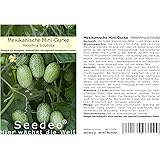 Seedeo® Mexikanische Mini-Gurke (Melothria trilobata) ca. 20 Samen BIO