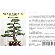 procumbens juniper bonsai Garden Juniper