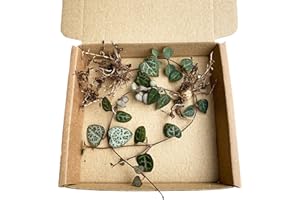 CLOUDS HILL SUCCULENTS Real Live String of Hearts Plant (Ceropegia woodii) Hanging Succulent House Plant (2X Rooted cuttings)