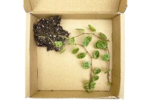 Clouds Hill Succulents Live String of Turtles (Peperomia Prostrata) in a 6cm Pot Trailing Succulent House Plant (Rooted Cutting no Pot)