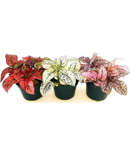 POWERS TO FLOWERS - Ginkgo Biloba Mini In Vaso Ceramica Bianco - Pianta Vera, Ideale Per Scrivania E Terrarium - 4