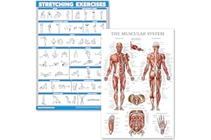 PALACE LEARNING QuickFit Stretching Exercises and Muscular System Anatomy Poster Set - Laminated 2 Chart Set - Stretching Workout Routine & Muscle Anatomy Diagram (18" x 27") (Laminated, 18" x 27")