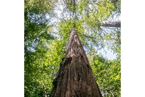 LE GEORGICHE Pianta vera di Sequoia sempervirens - Diametro Vaso Ø 17 cm