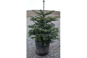 WEIHNACHTSBAUMLAND Nordmann fir tree grown in a pot Christmas tree ideal for planting, 60-80cm