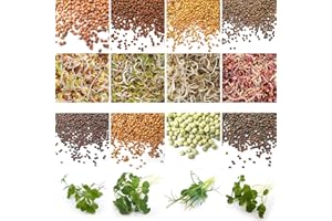 Verdant Republic Organic Sprouting Microgreen Seeds 8 Variety Starter Packs (300g) - Broccoli, Alfalfa, Red Cabbage, Pea, Cress, Kale, Radish | High Germination to Sprouts & Microgreens