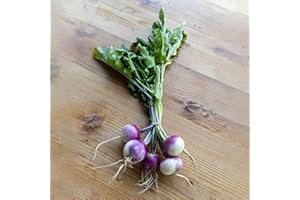 ROOT SOURCE Turnip Plug Plants Grow Your Own Vegetables 'Ready to Plant Now' Young Vegetable Plants (6)