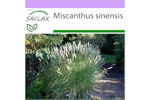 SAFLAX - Roseau de Chine - 200 graines - Miscanthus sinensis