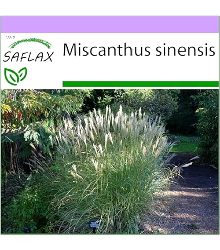 SAFLAX - Cadeauset - Grassen Bamboe Japans Bloedgras - 50 Zaden - Met geschenkdoos, kaart, etiket en potgrond - Imperata cylindrica