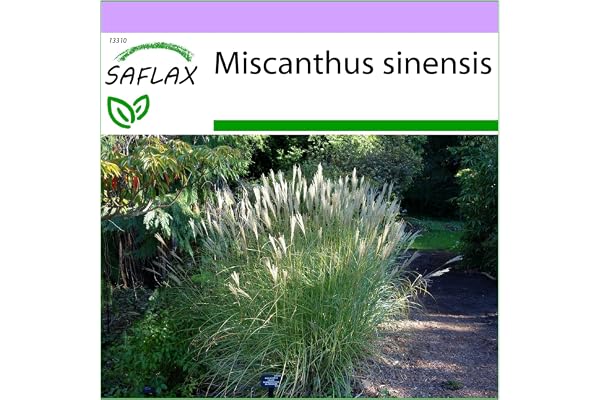 SAFLAX - Roseau de Chine - 200 graines - Miscanthus sinensis