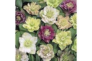 YouGarden Hellebore 'Double Ellen', Set of 10 Mixed Jumbo Plug Plants, Winter and Spring Flowering, Ready to Pot or Plant Out