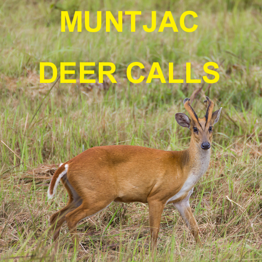 Muntjac Deer Calls Sounds for Big Game Hunting Amazon.co.uk Appstore