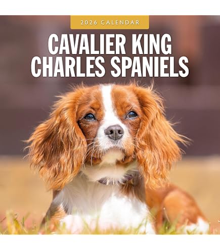 Calendrier Mural 2026 Cavalier King Charles Spaniel - Photos Haute Qualité - Grands Espaces Pour Notes - Cadeau Chien