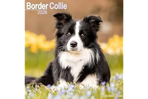 Border Collie Calendar 2026 Square Dog Breed Wall Calendar - 16 Month