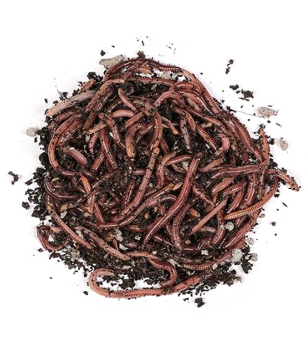Angelwrmer kaufen - Dendrobenas - lebende Wrmer - Angelkder -  Lebendkder - 250 Stck mittlere Gre + 1 Beutel Wurmspezialfutter (250) :  Amazon.de: Sport & Freizeit
