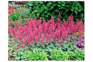 1 x Heuchera Hybride 'Paris' im 1 Liter Topf (Staude/Winterhart/Bodendecker/Mehrjährig/Immergrün) Purpurglöckchen - Leuchtend rote Blüten, zeitlose Schönheit - Dauerblüher - von Stauden Gänge