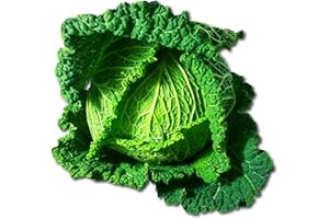 JORBO Wirsing frisch, großer Kohl 1 Stück