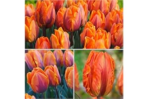 Woodland bulbs 10 x Princess Irene Beautiful and Fragrant Tulips - Spring Flowering Bulbs - Tulipa, Tulips for Gardens - Ready to Plant - Bulbs Size 10/11 (Free UK P&P)