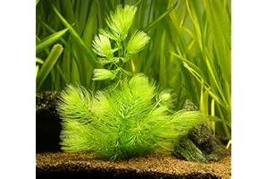 PondPlantsUK Floating Plants 4 x Large Bunches Hornwort Fast Growing Aquarium x 20 Strands