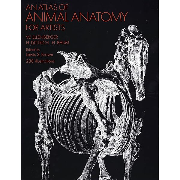 Buy Animal Anatomy for Artists: The Elements of Form Book Online