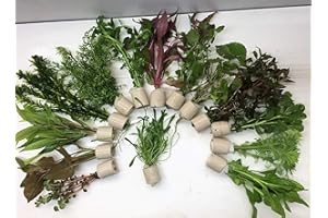 TUBIS-DE AQUA Verschiedene Extra dick 100 Stängel 10 Bund Aquarienpflanzen Wasserpflanzen