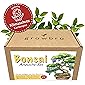 Bonsai – growbro - Wisteria Anzuchtset inkl. Klima-Karten, Züchte deinen eigenen Bonsai-Bro, Geschenke für Frauen und…