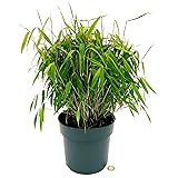 POWERS TO FLOWERS - BAMBU' NANO, VASO 20 cm DIAMETRO, Pianta Vera