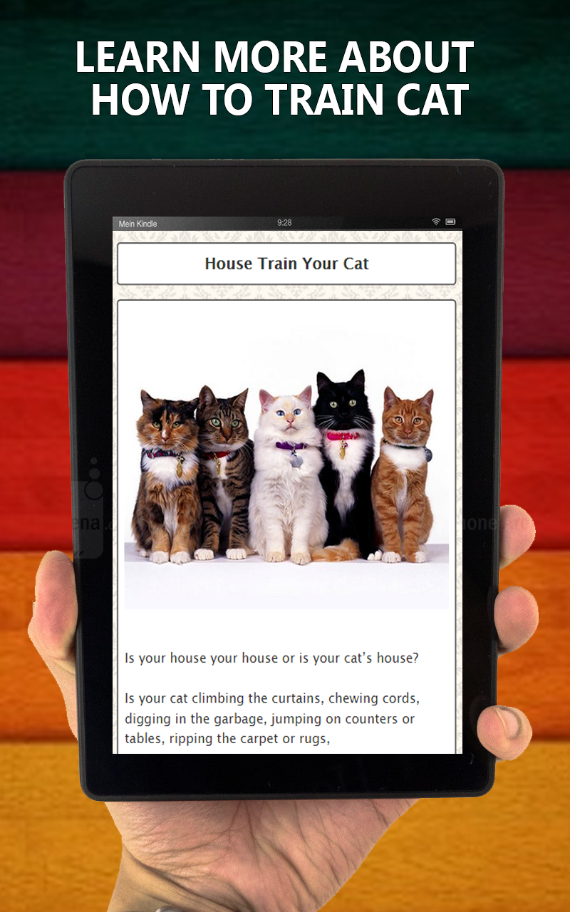 Best Cat Training Made Easy Guide & Tips for Beginners Amazon.co.uk