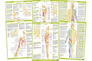 CHARTEX Nervous System Chart Series (A3 Laminated, Set of 6)