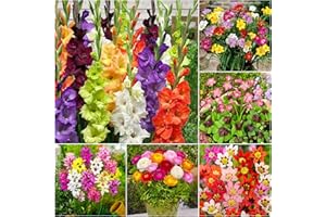 WOODLAND BULBS 50 x Summer Flowering Bulbs Collection - Gladioli Bulbs, Freesia Bulbs, Ranunculus Bulbs, Ixia Bulbs, Oxalis Bulbs, Sparaxis Bulbs, Colourful Mixed Summer Bulbs for Planting Now UK - Free UK P&P