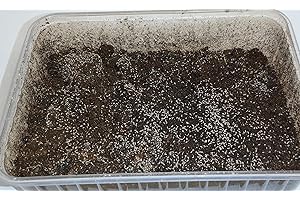 GENERIC Advanced Husbandry Tropical White Springtails, 1000ml Live Culture, Bioactive Terrarium Cleaner