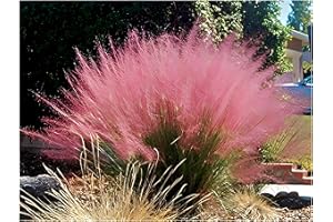 3 x Muhlenbergia capillaris im 1 Liter Topf (Ziergras/Gräser/Winterhart/Mehrjährig/Staude) Rosa Haargras - Rosa Wolken, die den Garten verzaubern - Blickfang - von Stauden Gänge