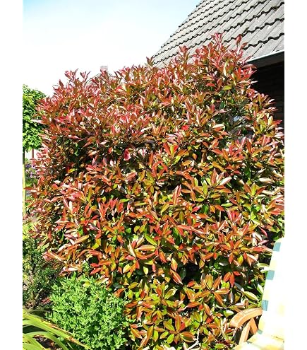 Dehner Purpur-Glanzmispel Red Robin, grn-rote Bltter, ca. 30-35 cm, 2 l  Topf, Heckenpflanze : Amazon.de: Garten