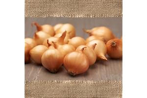 FLORTUS FREUDE AN VIELFALT FLORTUS BIO Steckzwiebeln Stuttgarter Riesen 500 g I Alte Zwiebelsorte mit großen Zwiebeln & milder Schärfe I Frühe Sorte mit guter Lagereignung I Ideal für Garten & Hochbeet I Steckzwiebeln BIO