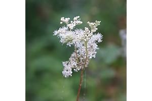 Blumixx Stauden Filipendula ulmaria – Echte Mädesüß Staude, winterhart & bienenfreundlich, heimische Wildstaude für feuchte Standorte, mehrjährig, im Topf, ideal für Naturgärten