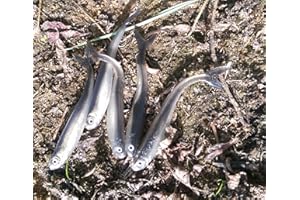 FISHIN ADDICT SILVER TIDDLER Drop shot lure soft rubber shad fish for perch pike trout chub 80mm (3'') / 2.4g / 5 pieces per pack