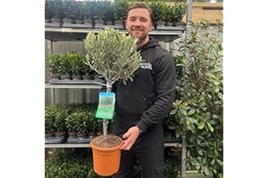 ONE CLICK PLANTS A Pair of Potted Olive Trees, 80-90cm Height Including The 18cm Wide Growers Pot