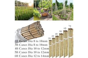 AQS INTERNATIONAL 2ft-7ft Professional Large Bamboo Canes Strong Heavy Duty Thick Natural Stake Pole Can Plants Garden Plant Flower Gardening Sticks Supports (40, 2FT (8-10mm))