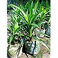 All Time Original Payes leaf/Pandan leaf/Basmati leaf/Briyani leaf plant || For home garden outdoor indoor plant.