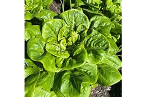 All-Year-Round Lettuce Seeds – 450 Seeds of Crisp Butterhead Lettuce – Suitable for Indoor & Outdoor Planting in Pots or Soil in Yard, Balcony or Garden – Packed in UK by Meldon Seeds