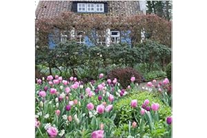 Plant & Bloom - Bulbes de fleurs, Tulipes d’Hollande – 30 ampoules, plantation d’automne, faciles à cultiver, floraison printanière – Rouges Roses et Blanches – Qualité supérieure hollandaise