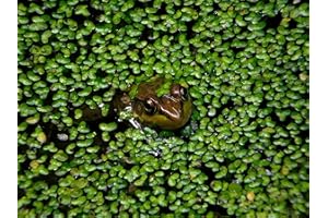 PondPlantsUK - 3 Types of Duckweed (Tank Grown)